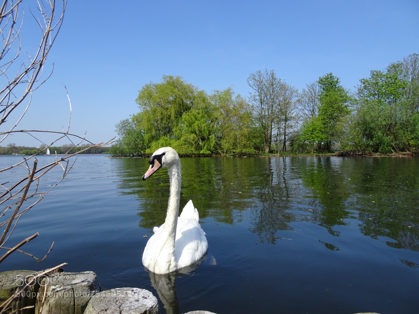 Sony DSC-HX90 sample photo. Royal visitor at lake photography