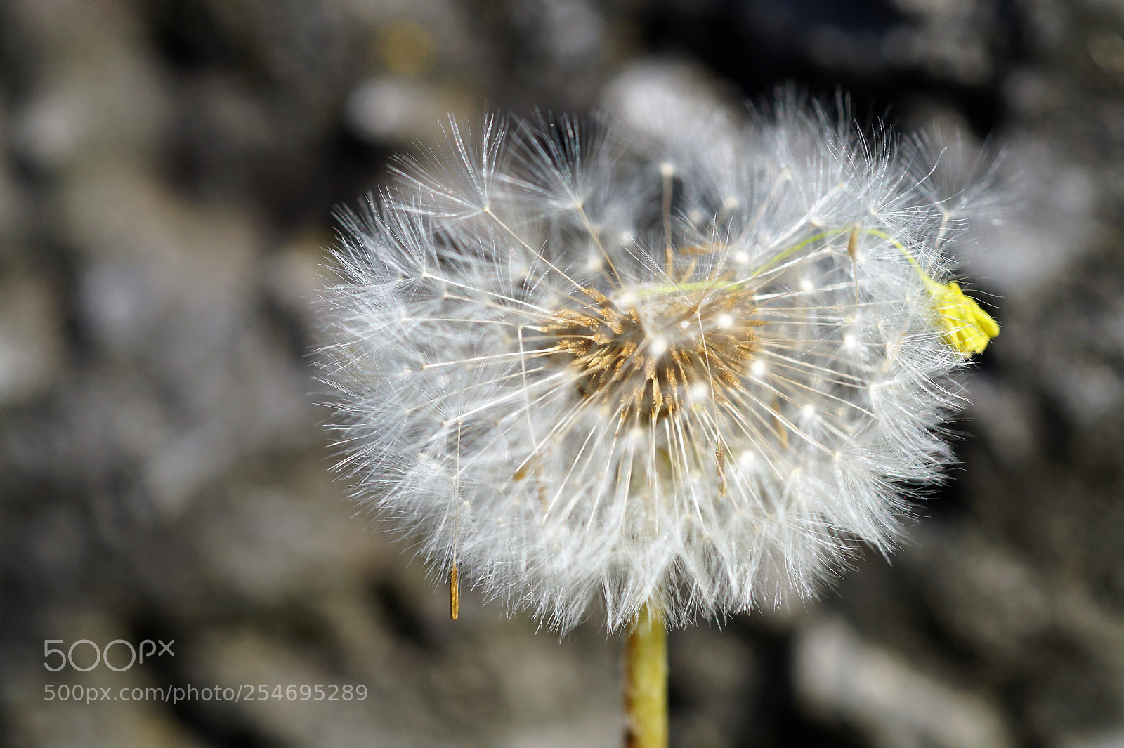 Sony SLT-A58 sample photo. Shining photography