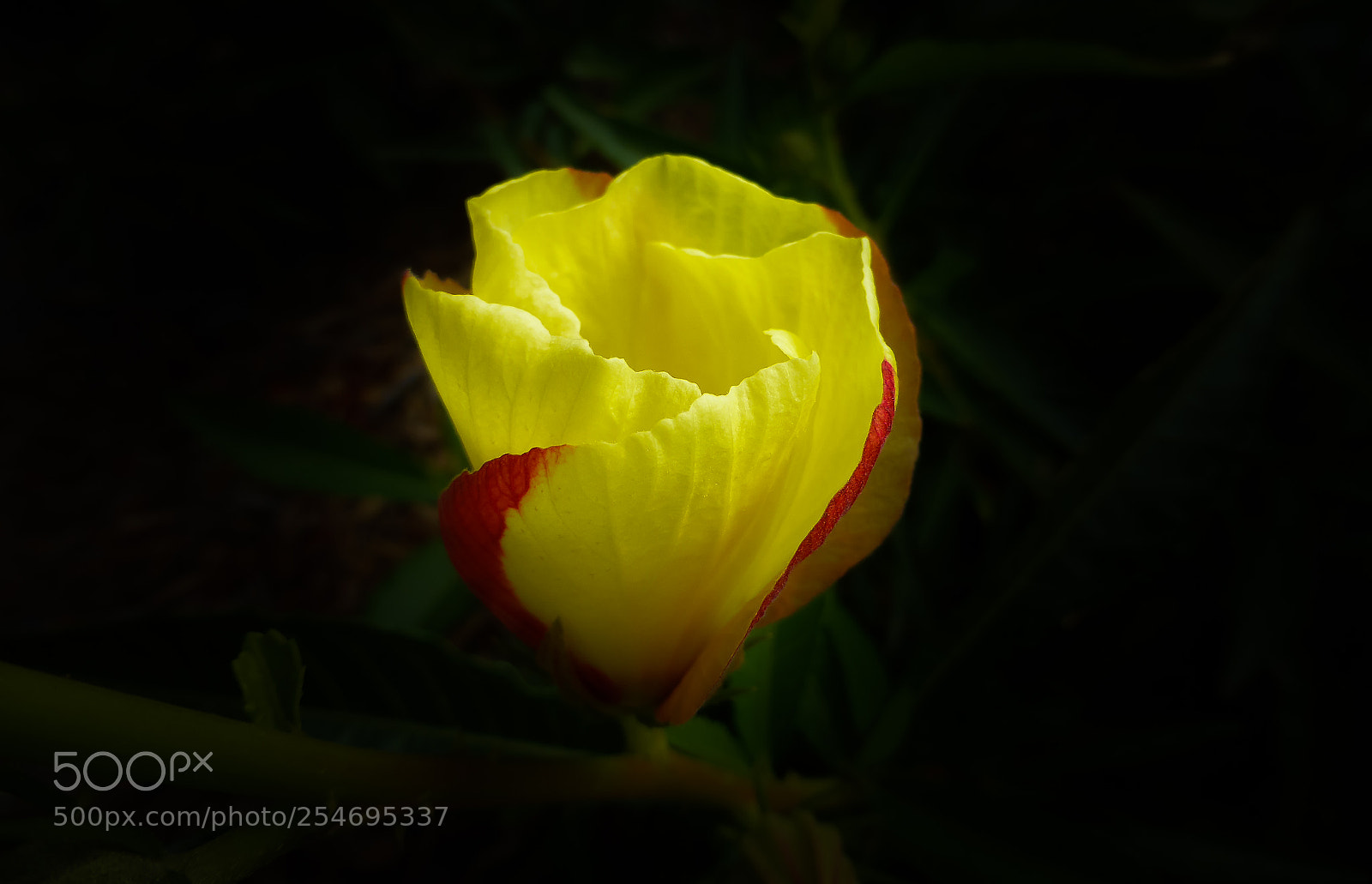 Panasonic Lumix DMC-ZS30 (Lumix DMC-TZ40) sample photo. Golden art photography