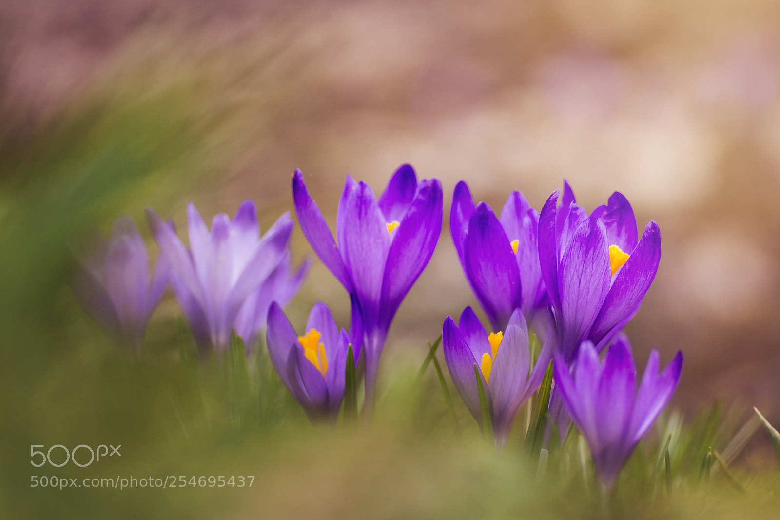 Nikon D7100 sample photo. Crocus photography
