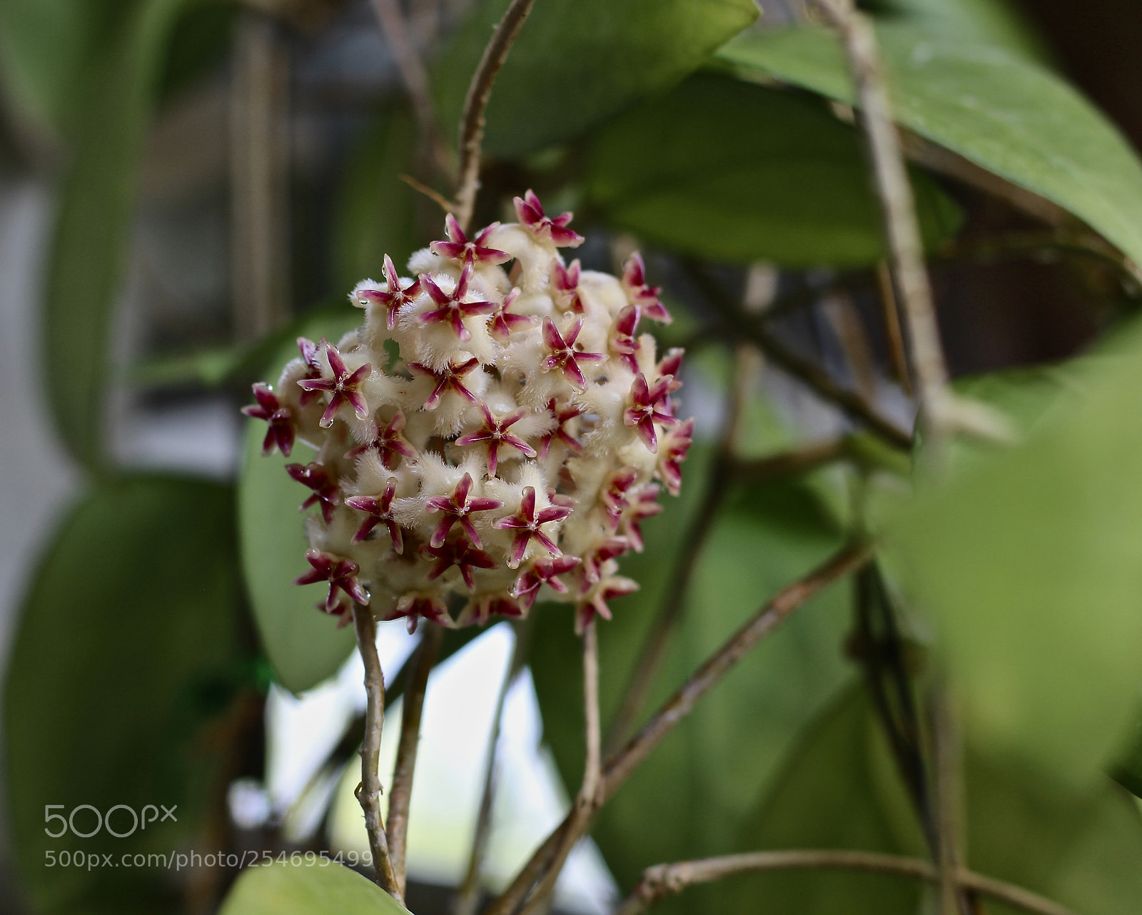 Canon EOS 700D (EOS Rebel T5i / EOS Kiss X7i) sample photo. Hoya photography