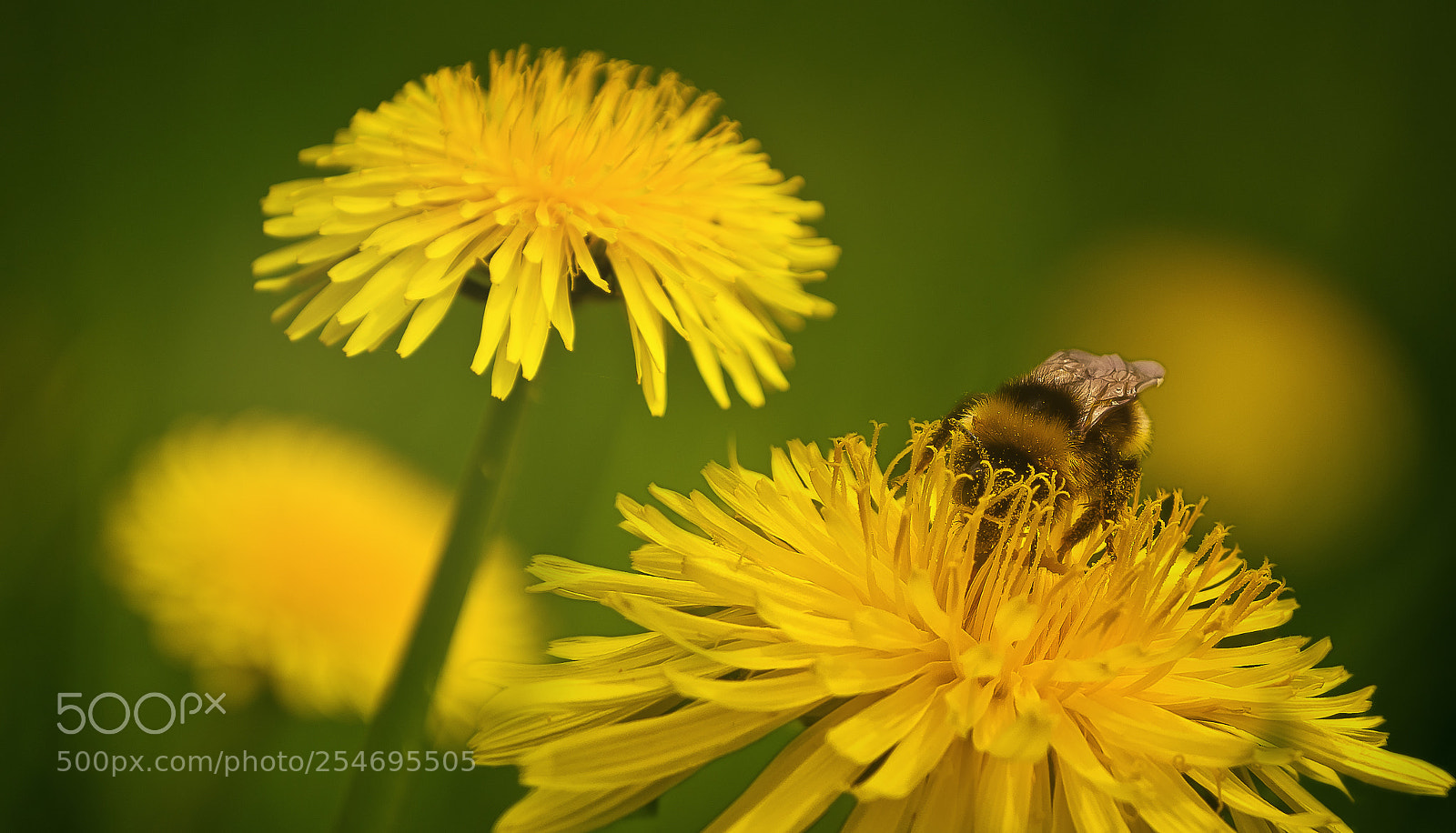 Pentax K-5 sample photo. Löwenzahnblume photography