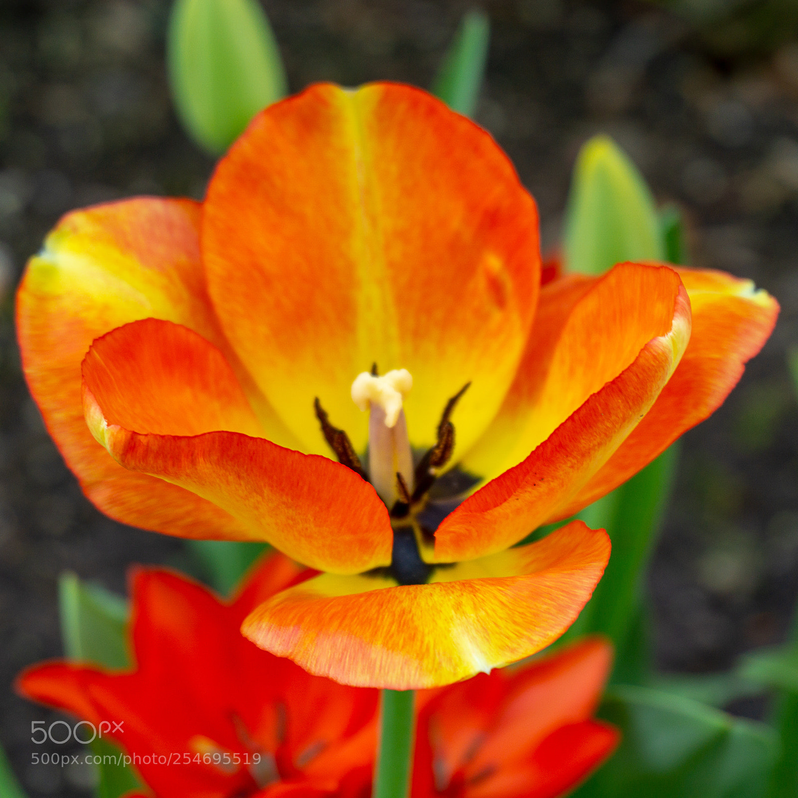 Sony a6000 sample photo. Red blossom photography