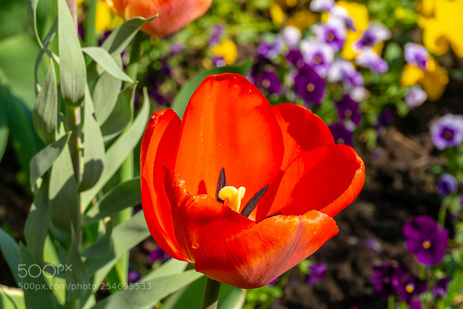 Sony a6000 sample photo. Red blossom photography