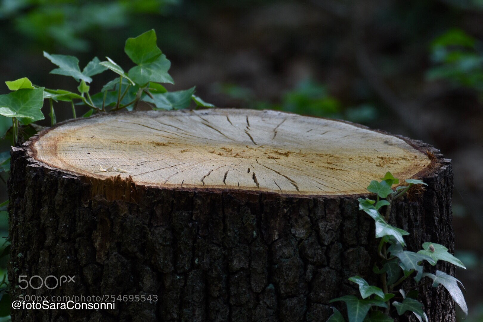 Nikon D7200 sample photo. Tronco photography