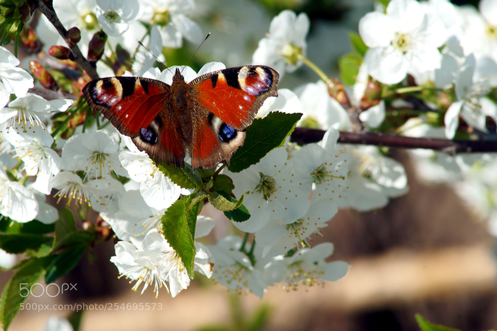 Sony SLT-A58 sample photo. Small butterfly on spring photography