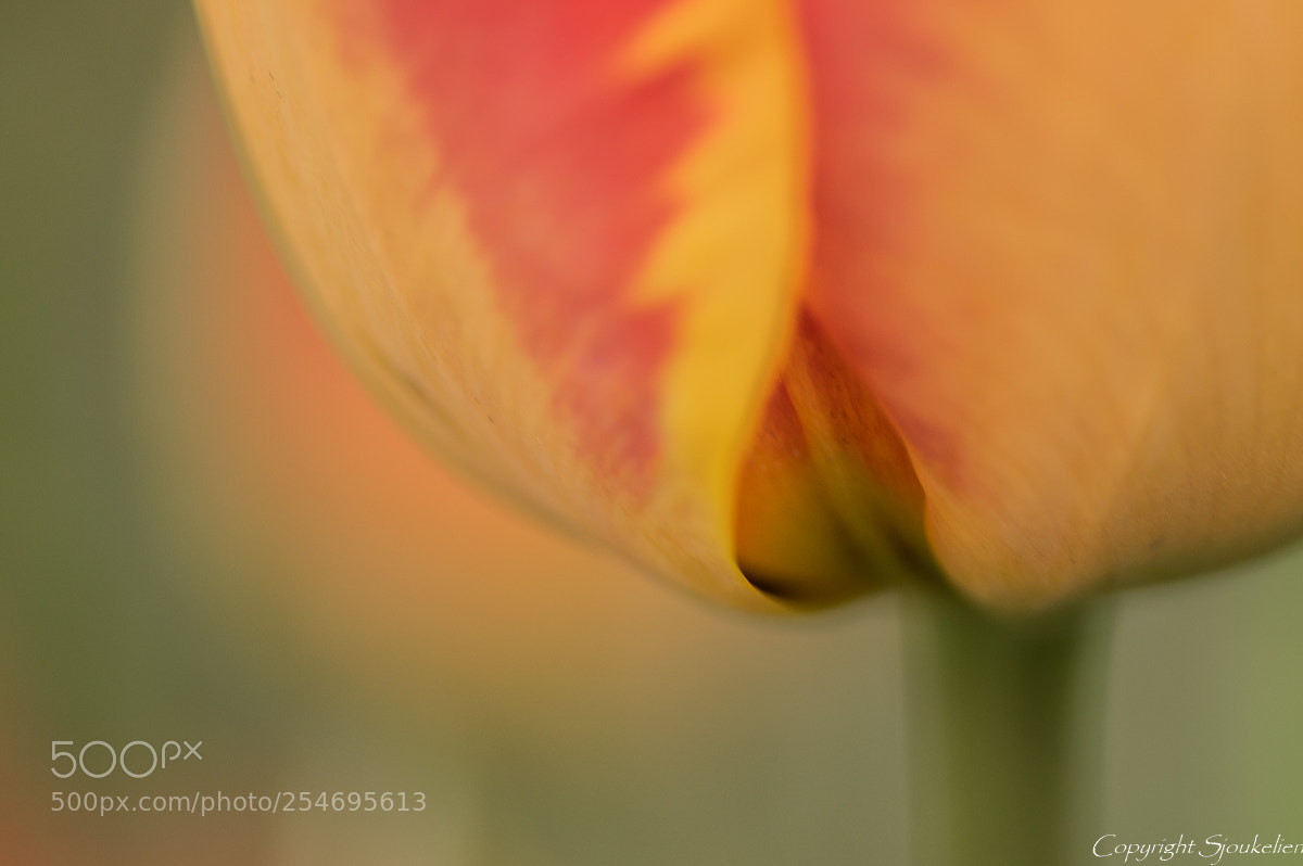 Pentax K-3 sample photo. Spring! photography