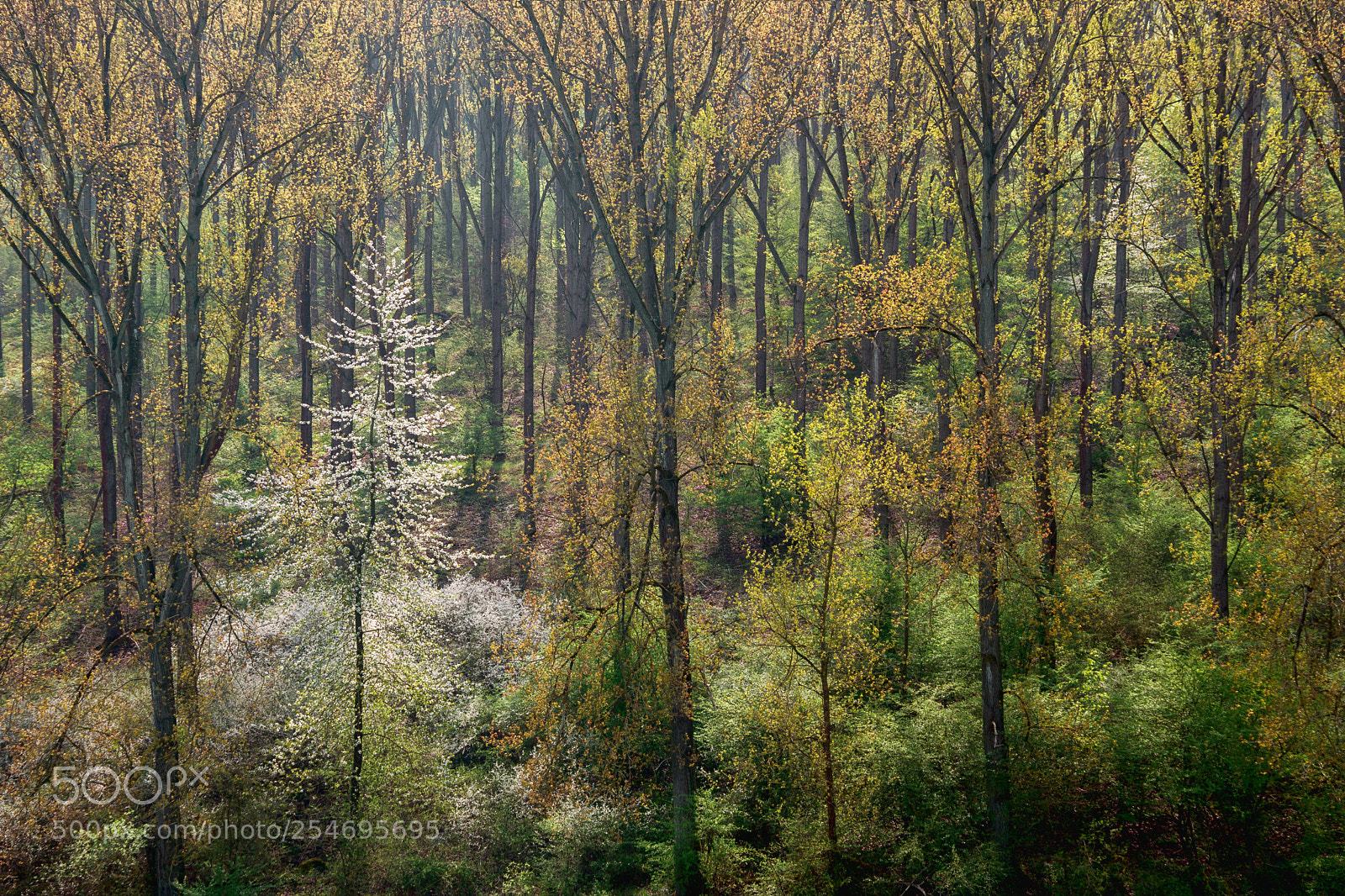 Pentax K-70 sample photo. Forest lights photography