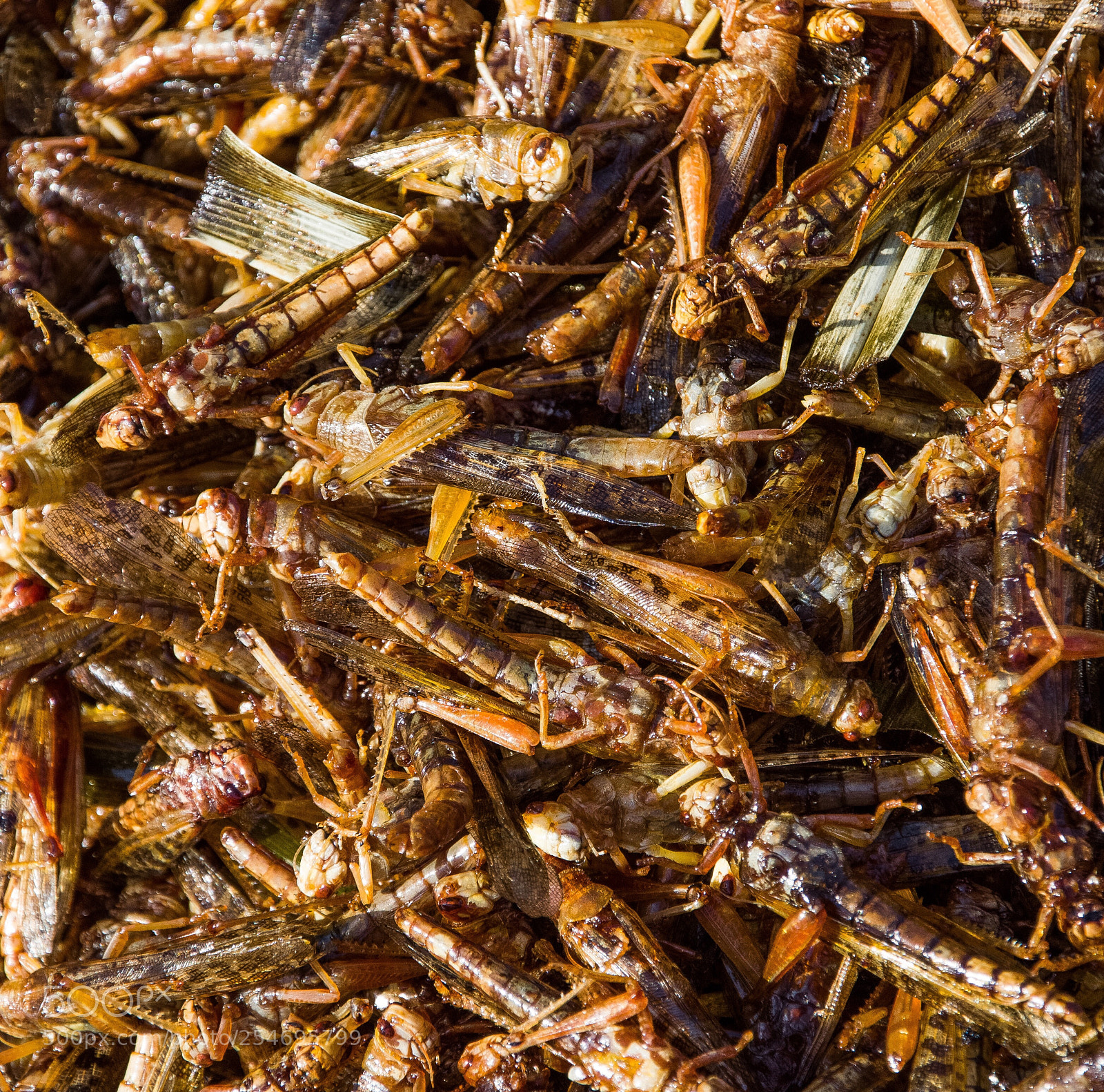 Nikon D7200 sample photo. Grasshopper ? photography