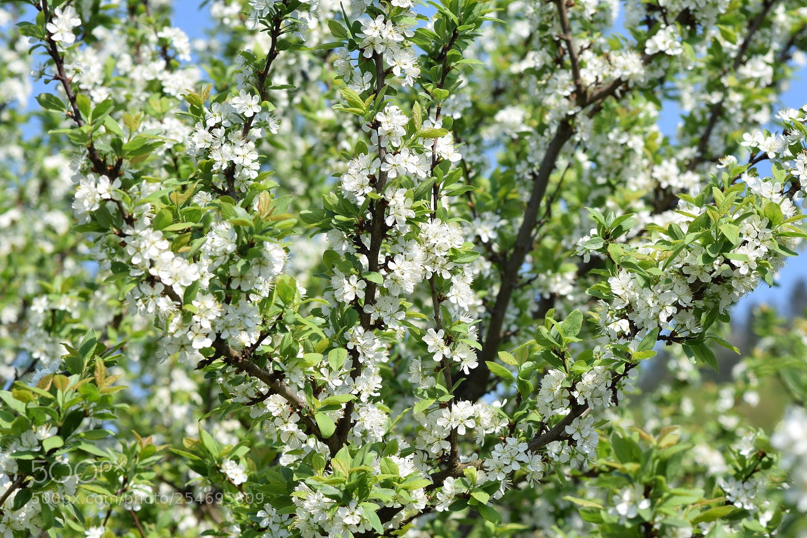 Nikon D5300 sample photo. Colors spring photography