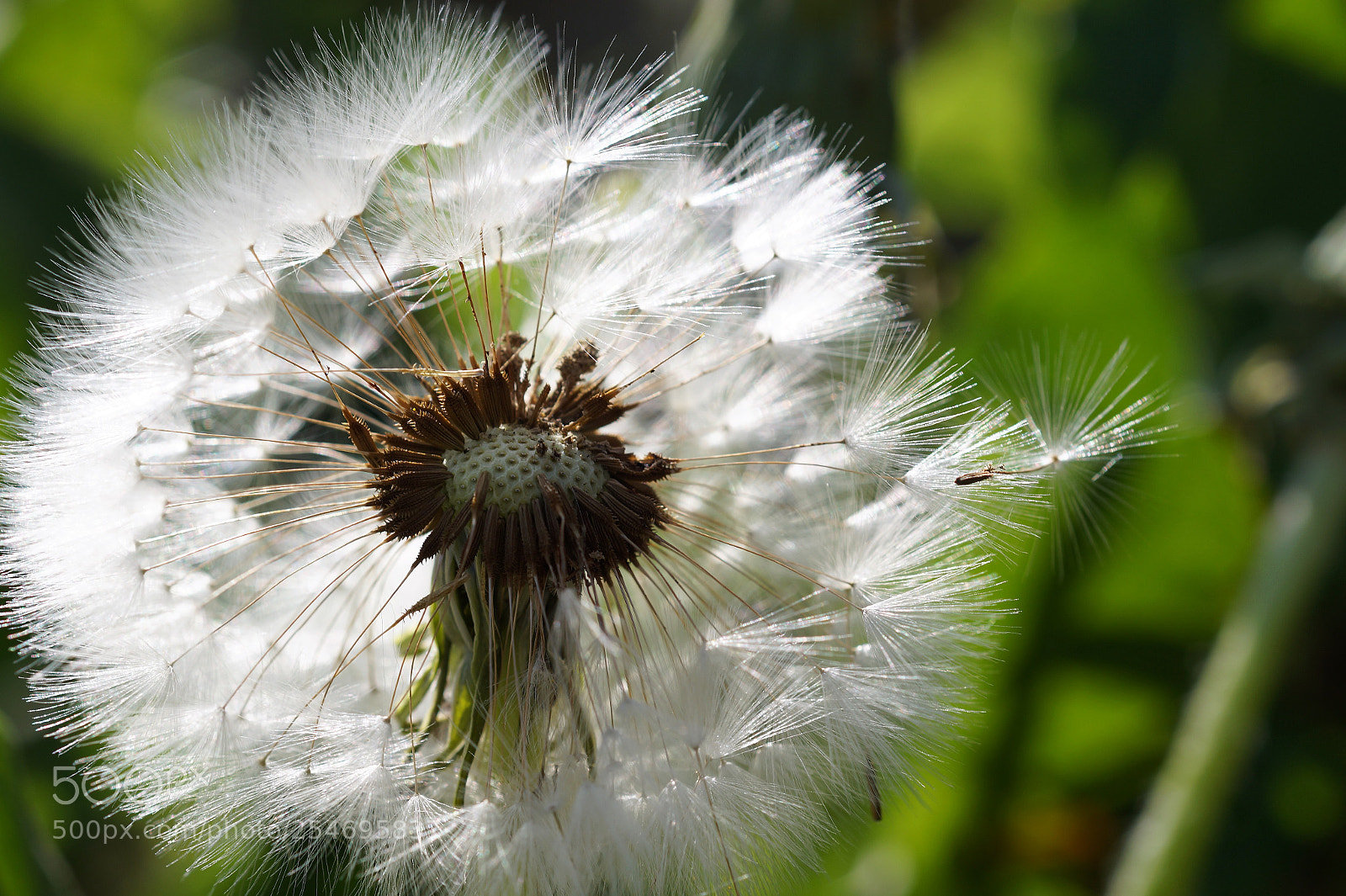 Sony SLT-A58 sample photo. In the sun photography