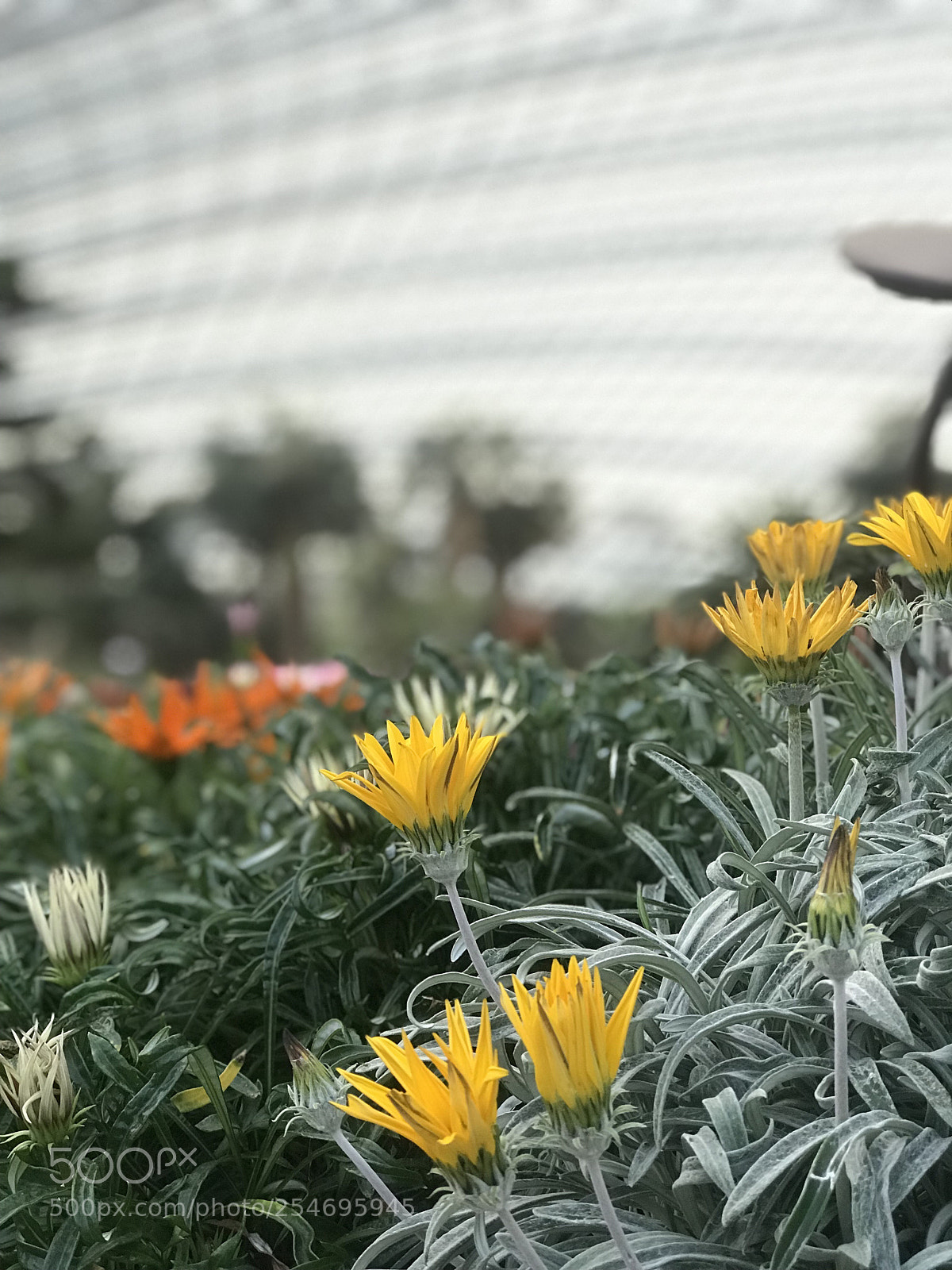 Apple iPhone 7 Plus sample photo. Untitled photography