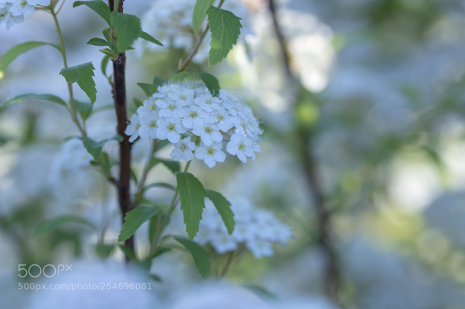 Nikon D7100 sample photo. Kodemari? photography