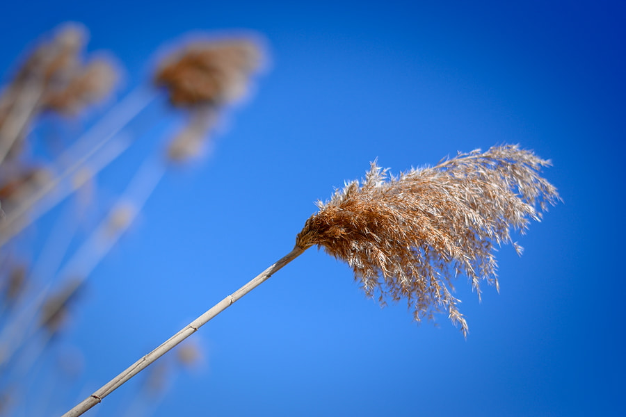 Nikon D3400 + Nikon AF-S Nikkor 50mm F1.8G sample photo. Bullrush photography