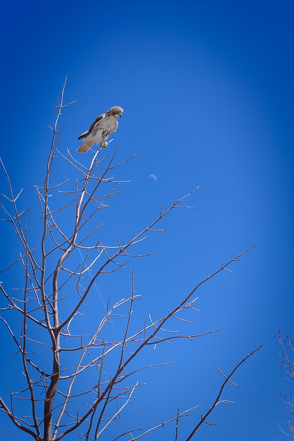 Nikon D3400 sample photo. Falcon photography