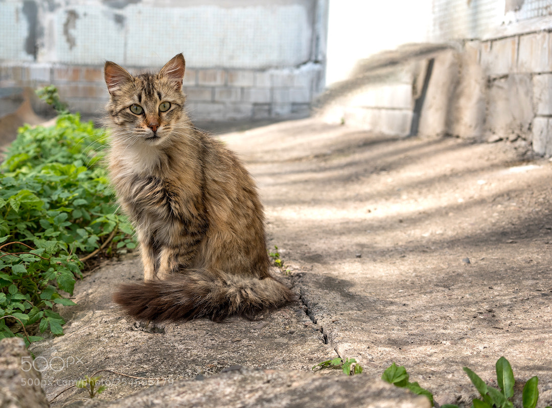 Sony a7R III sample photo. *** photography