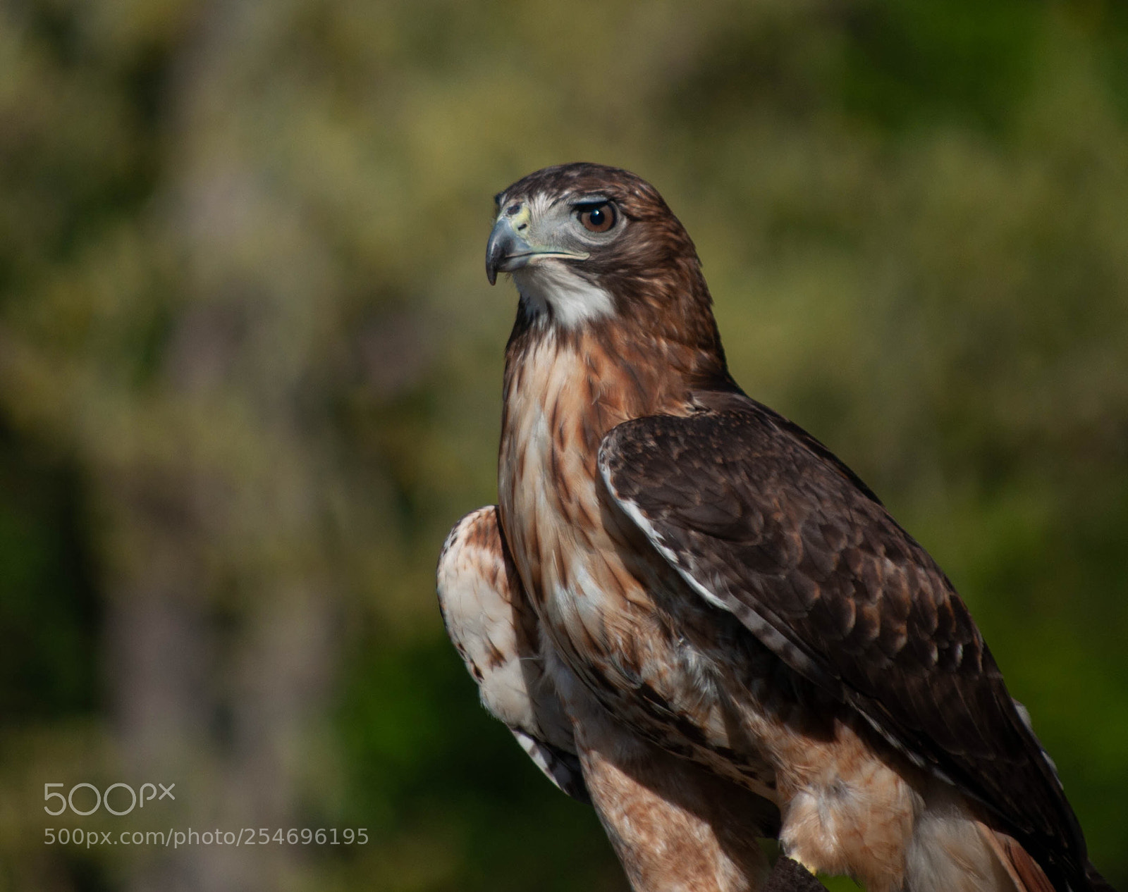 Nikon D90 sample photo. Red tail hawk photography