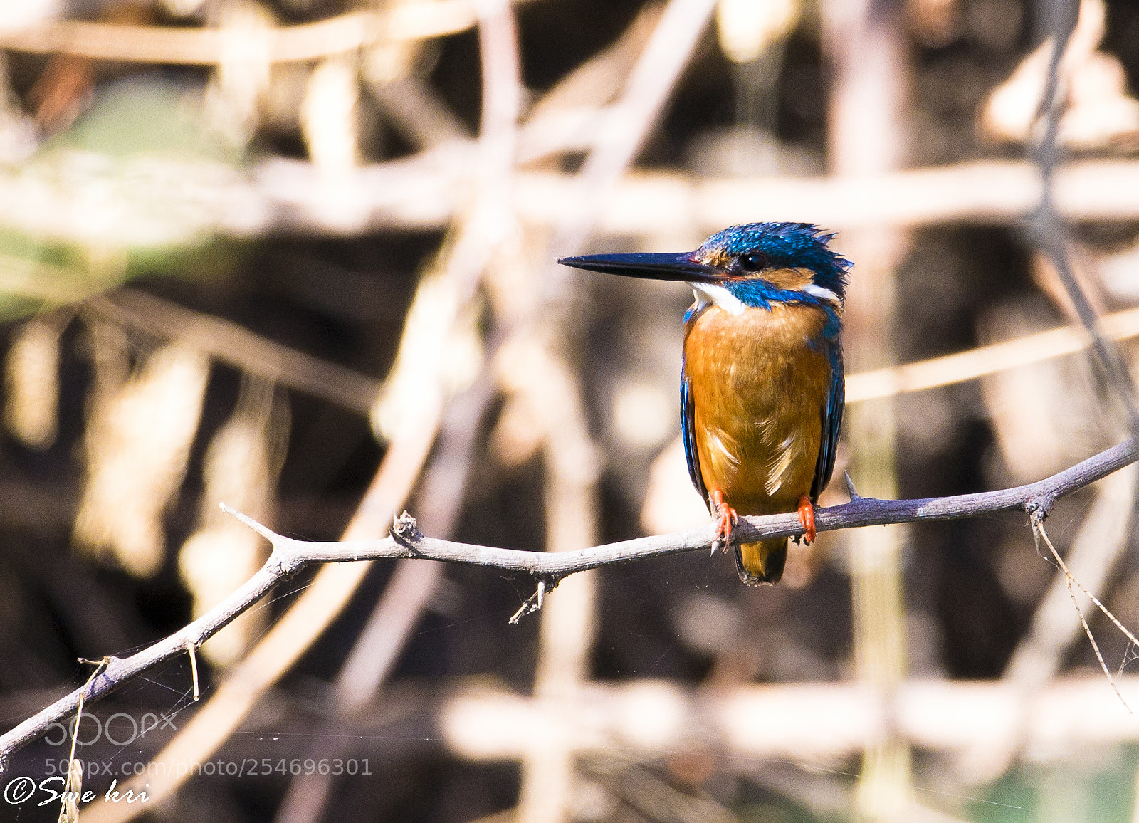 Canon EOS 80D sample photo. Common kingfisher photography
