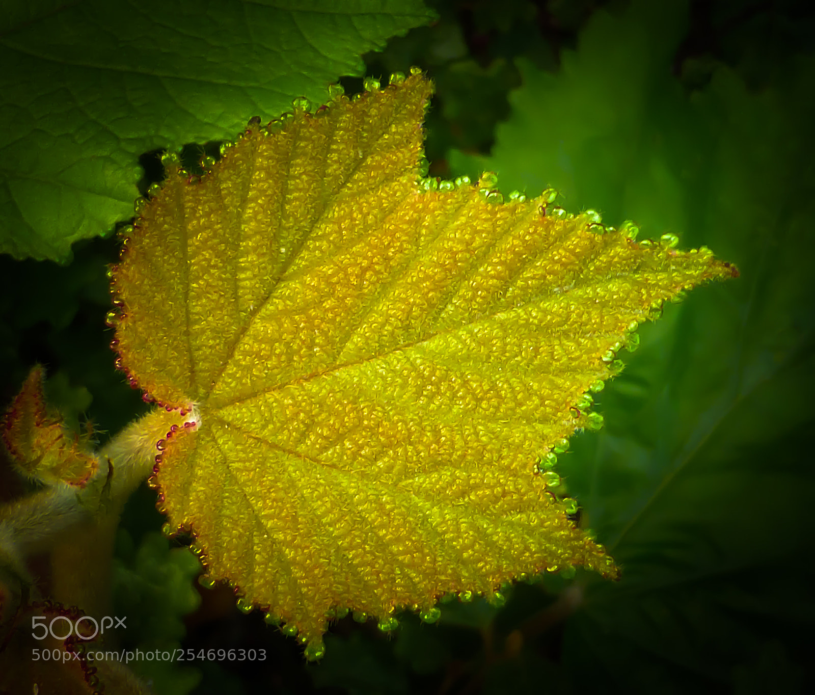 Panasonic Lumix DMC-ZS30 (Lumix DMC-TZ40) sample photo. Golden leaf photography