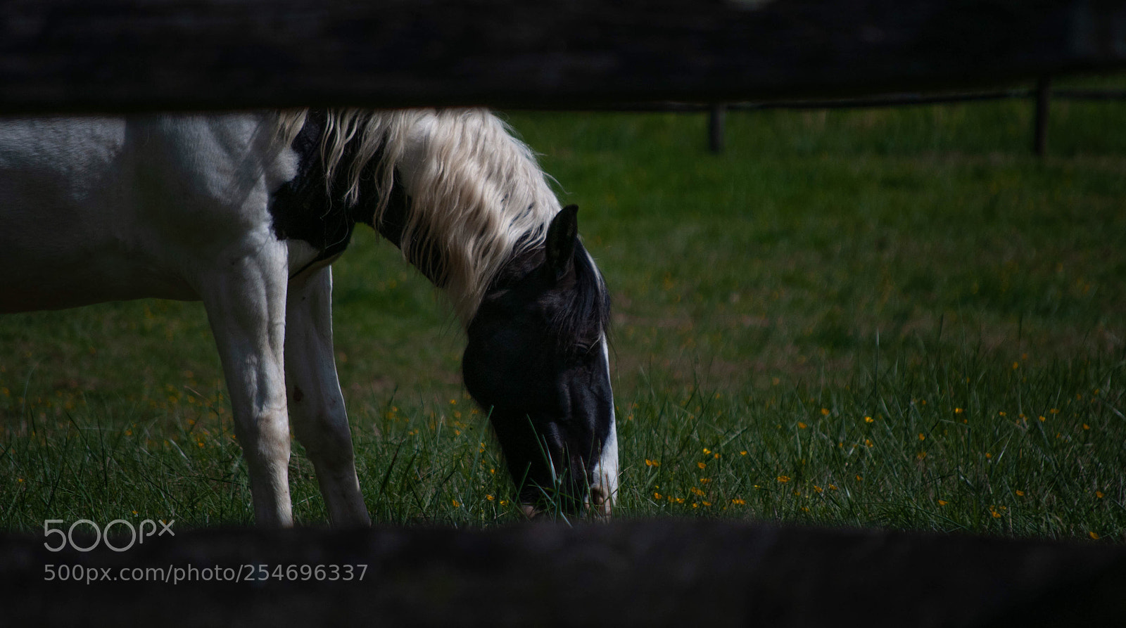 Nikon D90 sample photo. Horse grazing photography