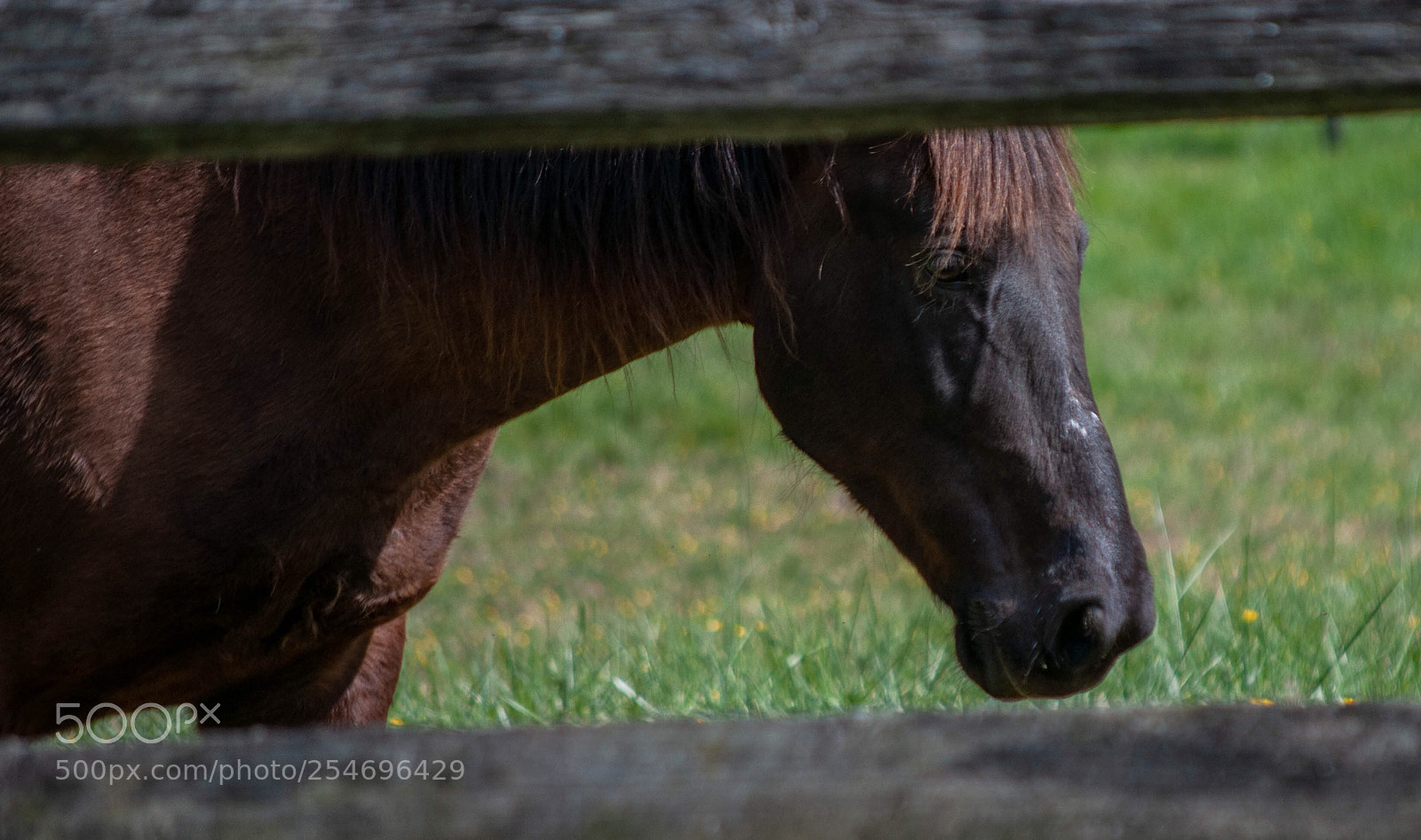 Nikon D90 sample photo. Horse photography