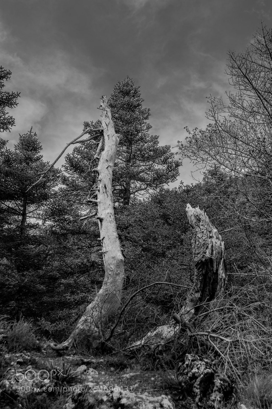 Nikon D5300 sample photo. Pinsapo's forest photography