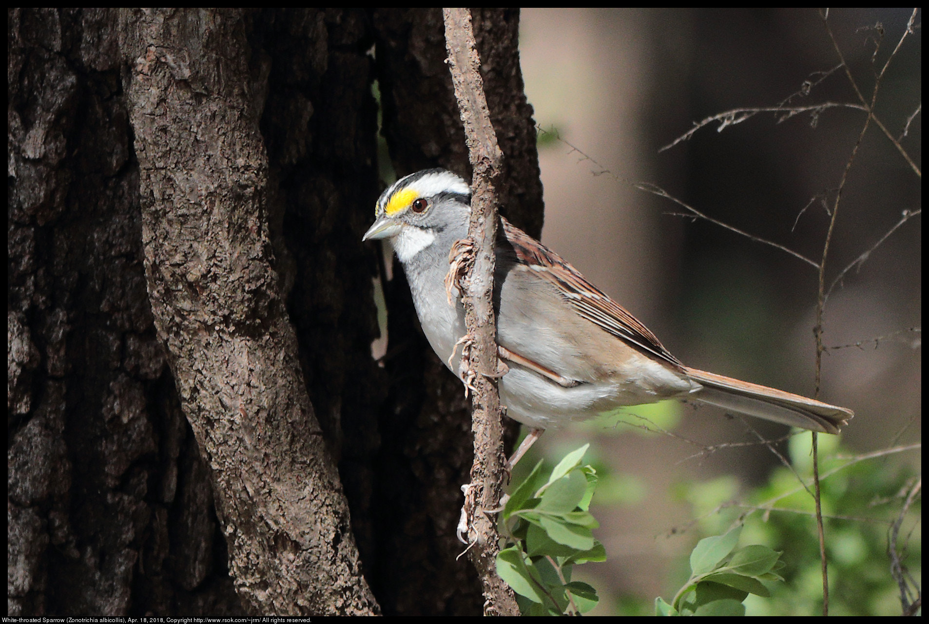 Canon EF 70-300 F4-5.6 IS II USM sample photo. White-throated sparrow photography