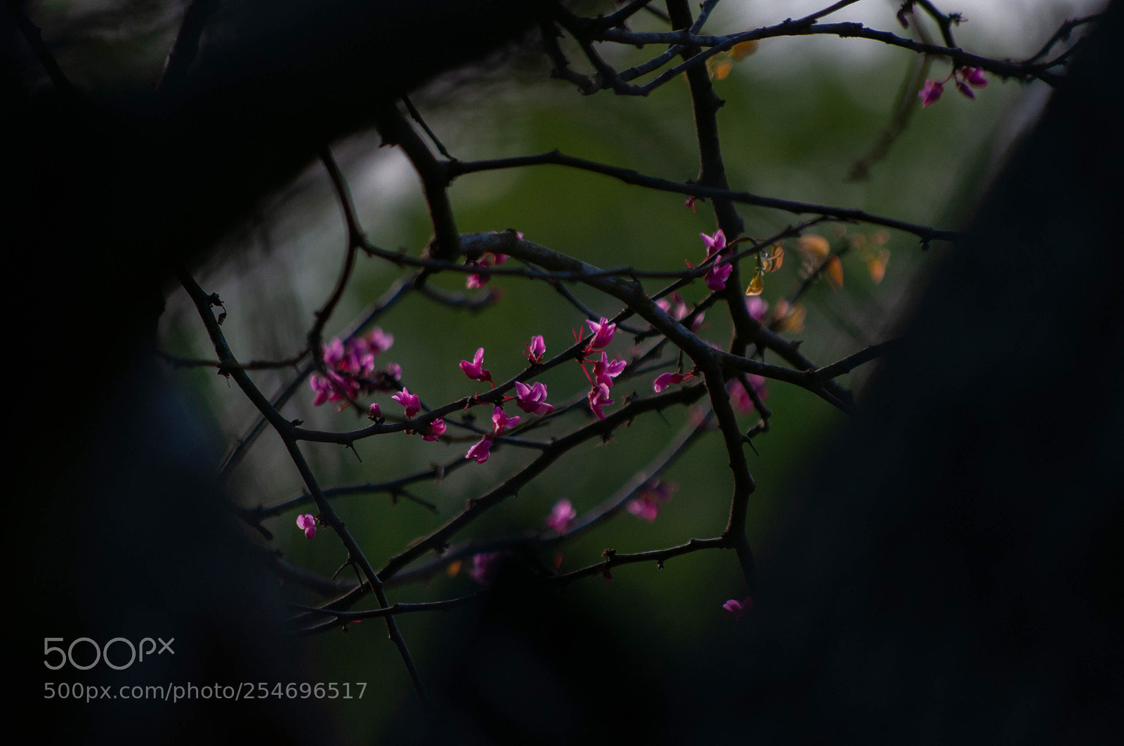 Nikon D90 sample photo. Pink flowers photography
