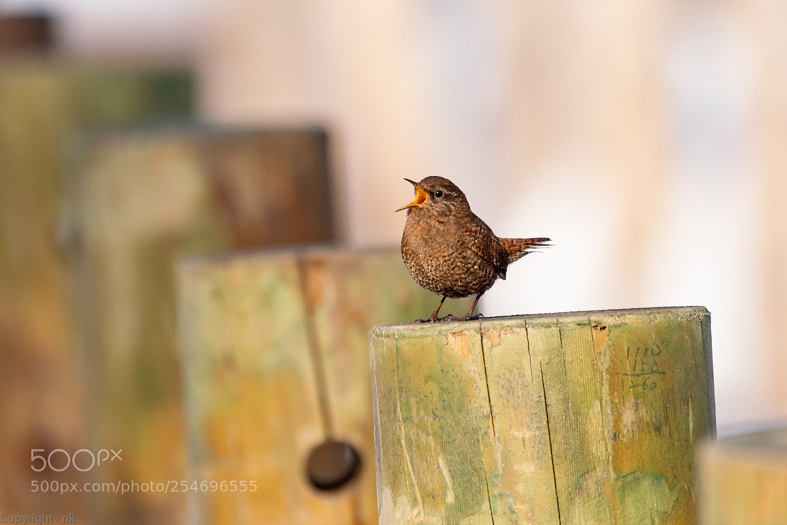 Sony a7R III sample photo. Eurasian wren photography
