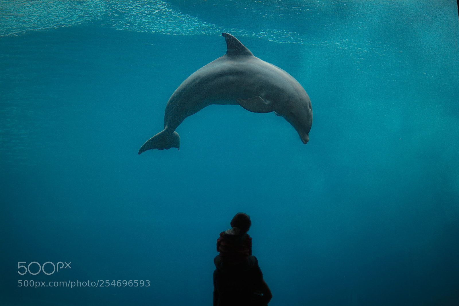 Nikon D7100 sample photo. Dolphin photography