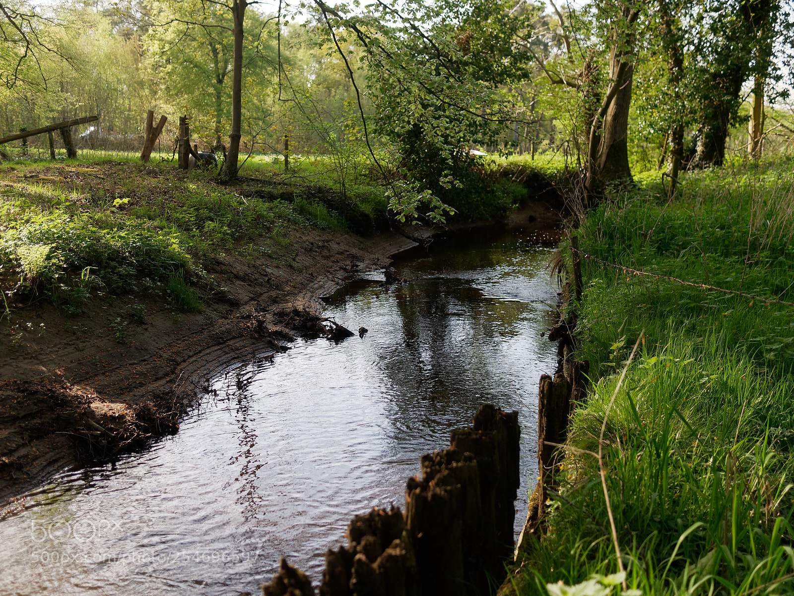 Panasonic Lumix DMC-G85 (Lumix DMC-G80) sample photo. Foreststream photography