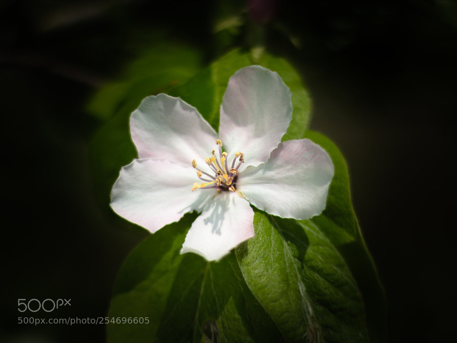 Canon EOS 70D sample photo. Ik zeg dat liefde photography
