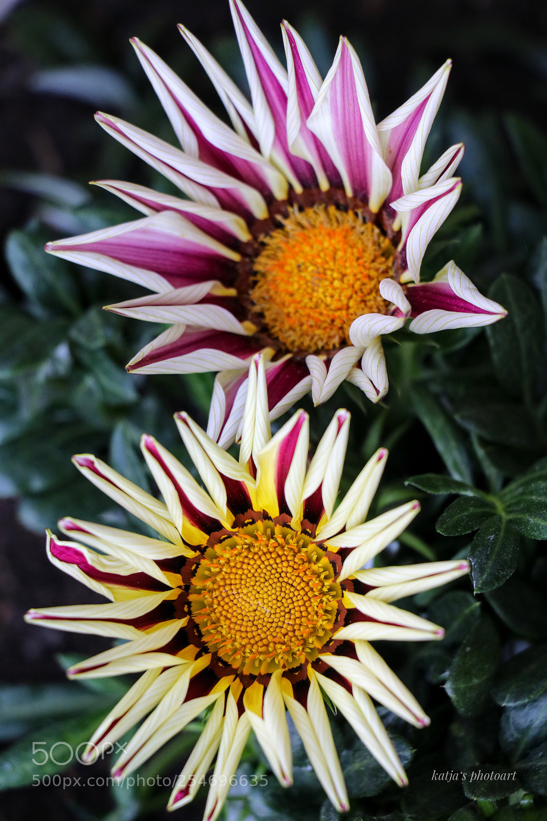 Canon EOS 80D sample photo. Traumblüten photography