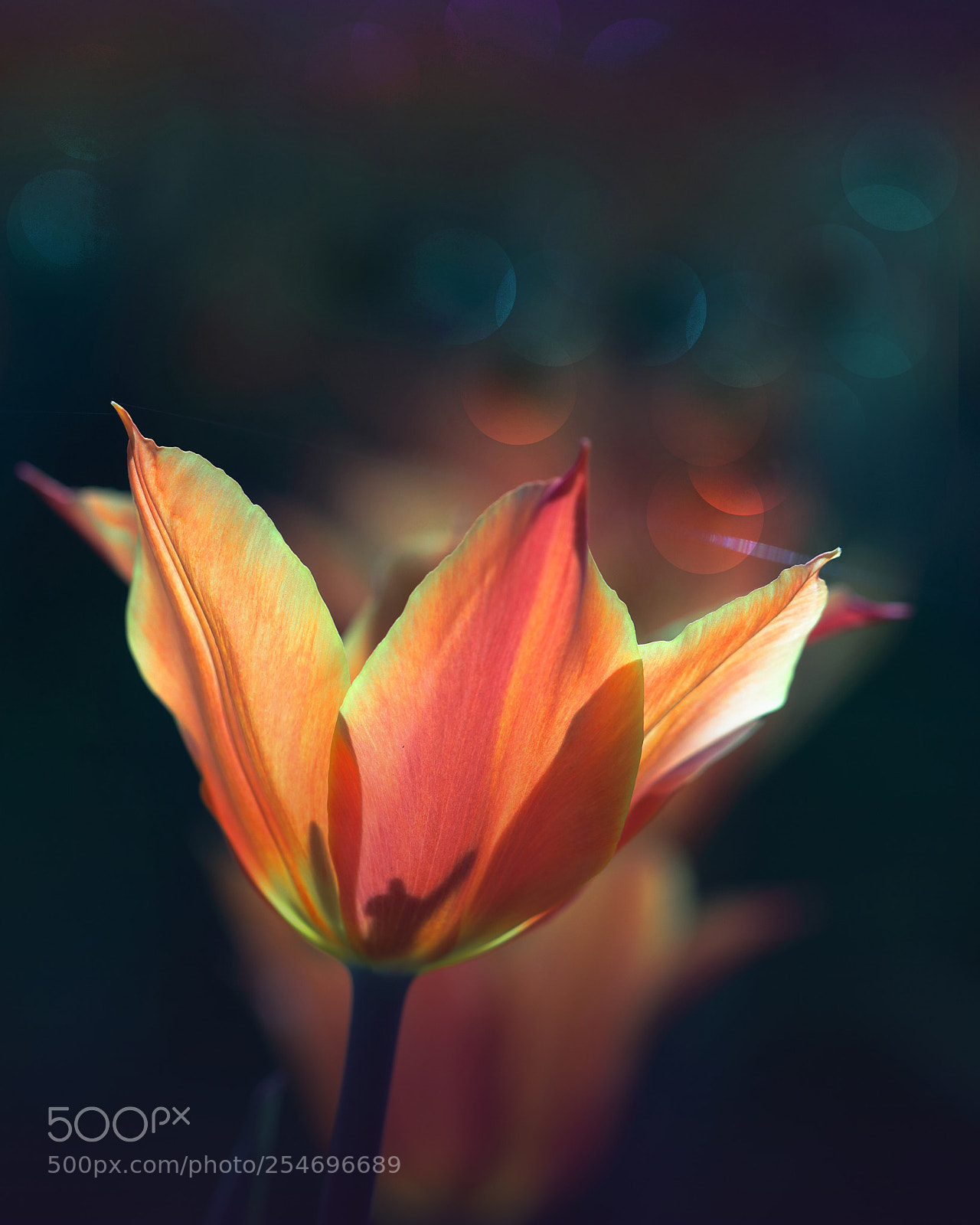Canon EOS 80D sample photo. Tulip photography
