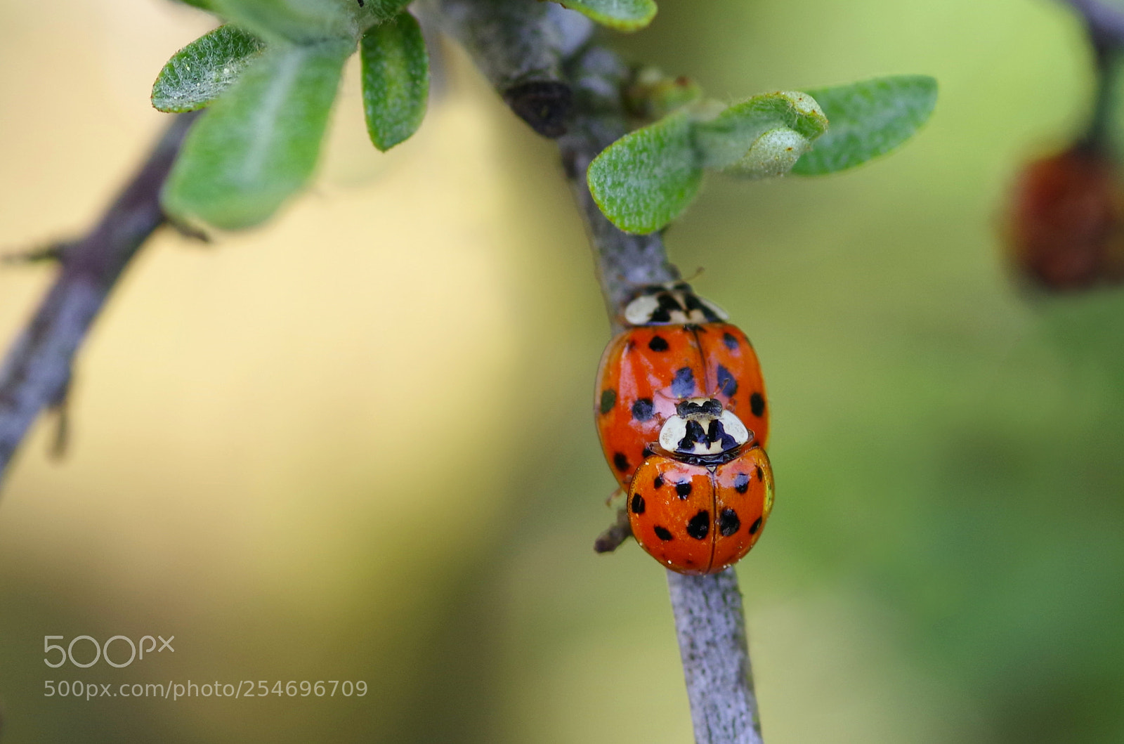 Pentax K-1 sample photo. Marienkäfer photography