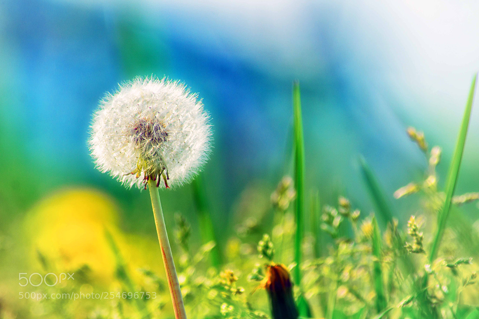 Sony SLT-A58 sample photo. Dandelion photography