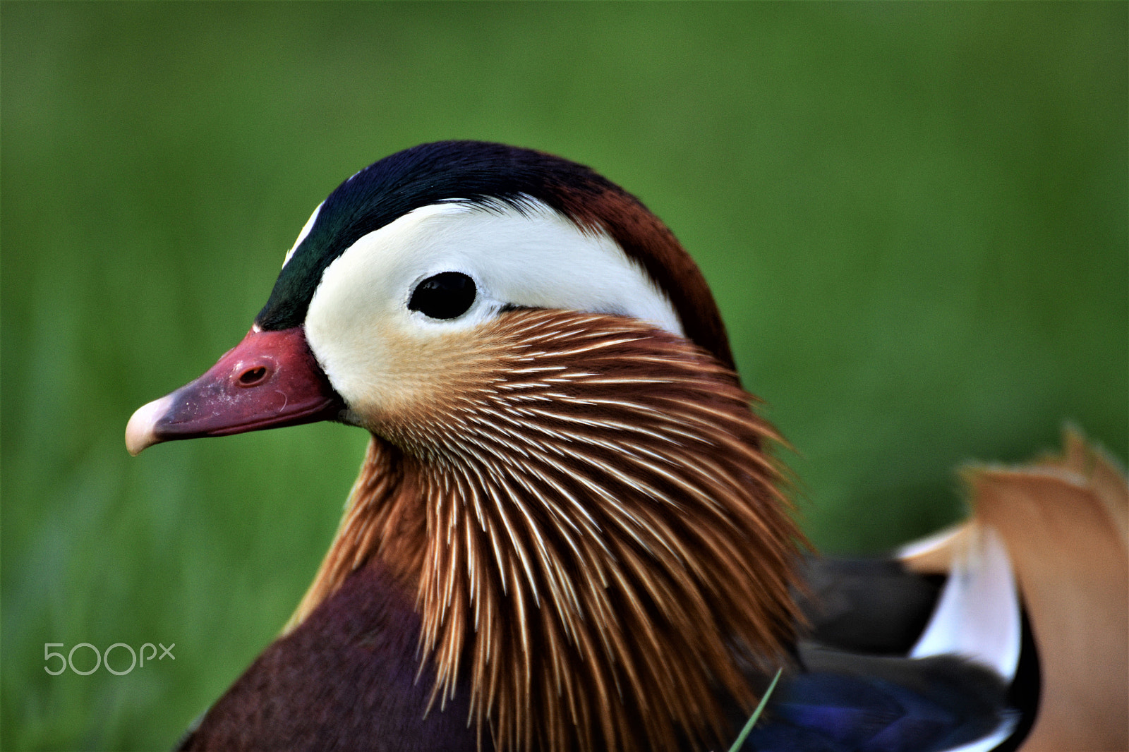 Nikon D7200 sample photo. Ich bin der schönste-i'm the most beautiful photography
