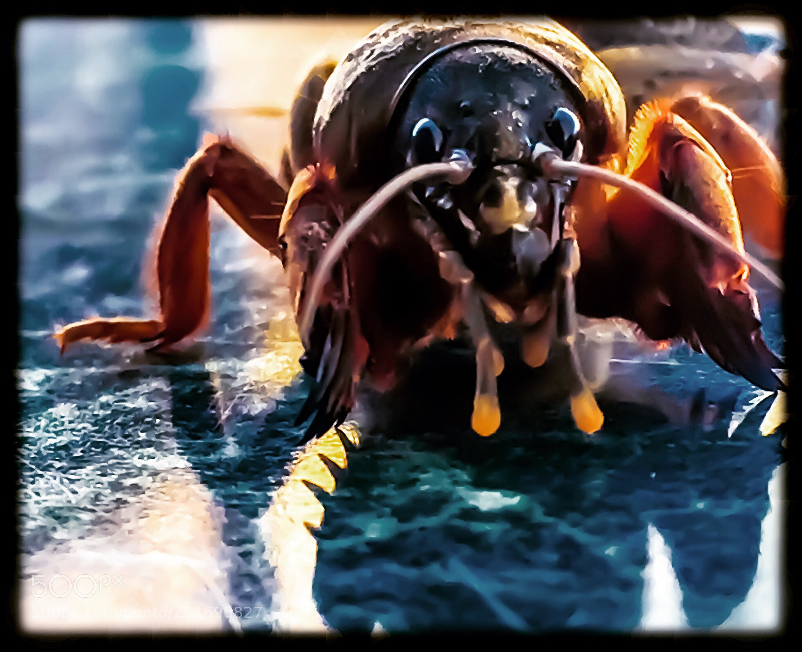Apple iPhone 6 Plus sample photo. Gryllotalpidae photography