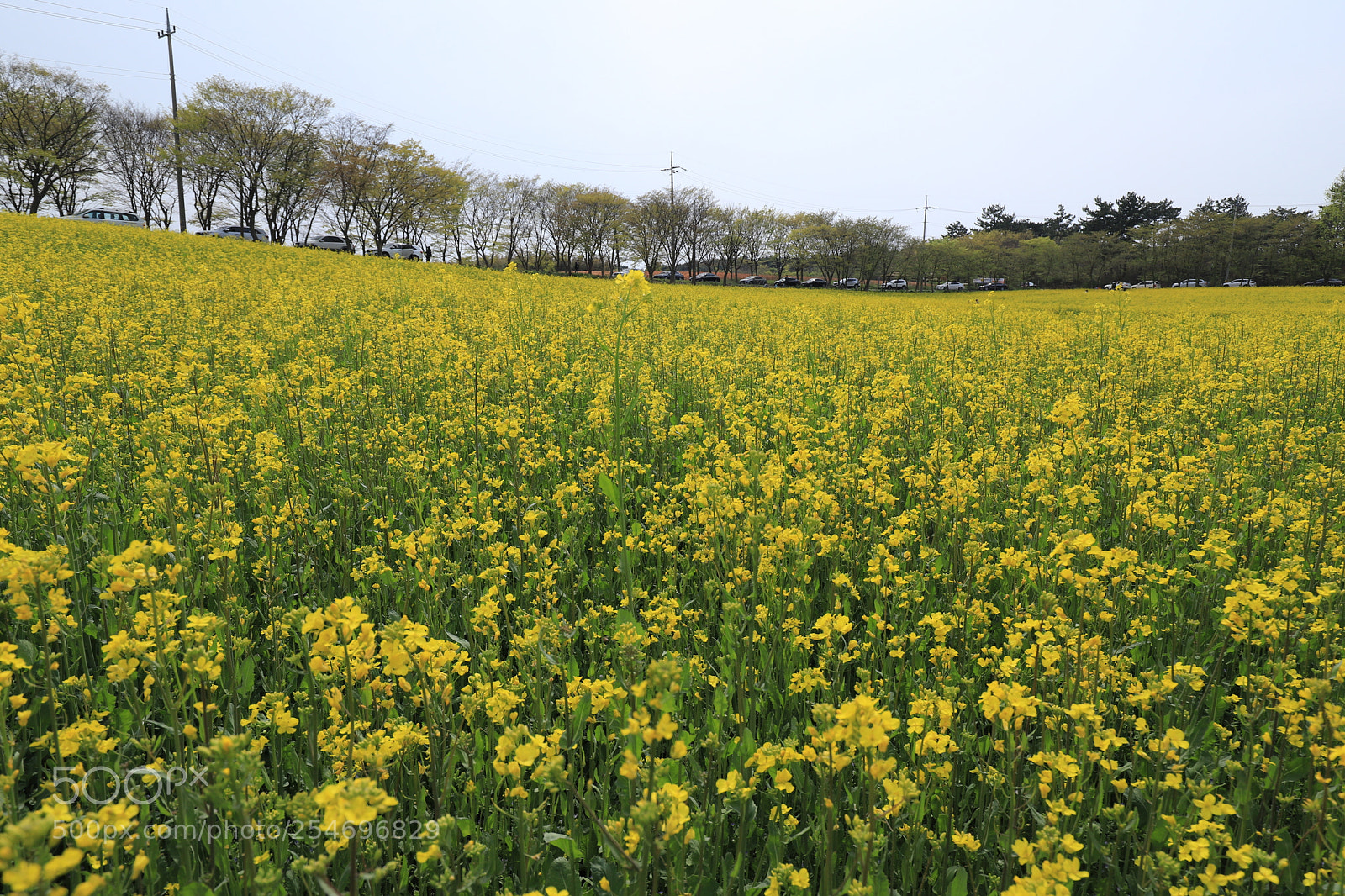 Canon EOS 6D Mark II sample photo. Fiower viewing photography