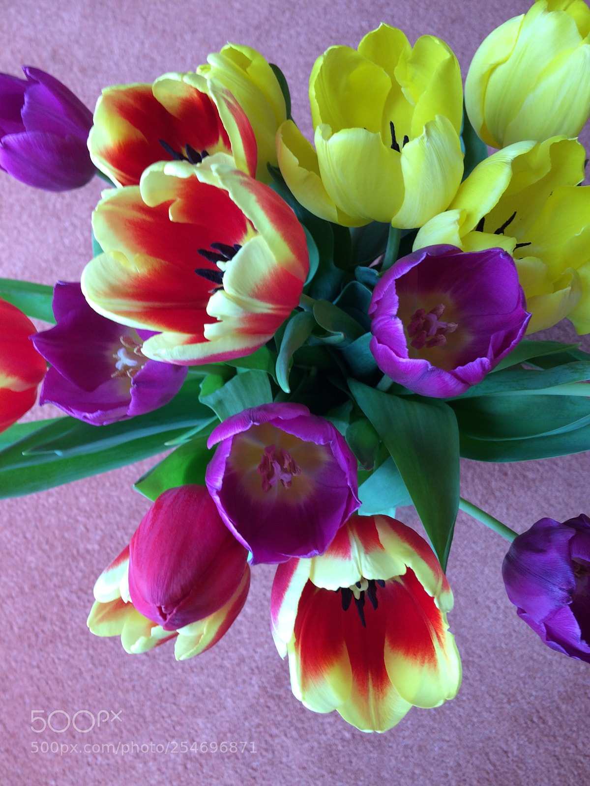 Apple iPhone 5s sample photo. Tulip colours  photography