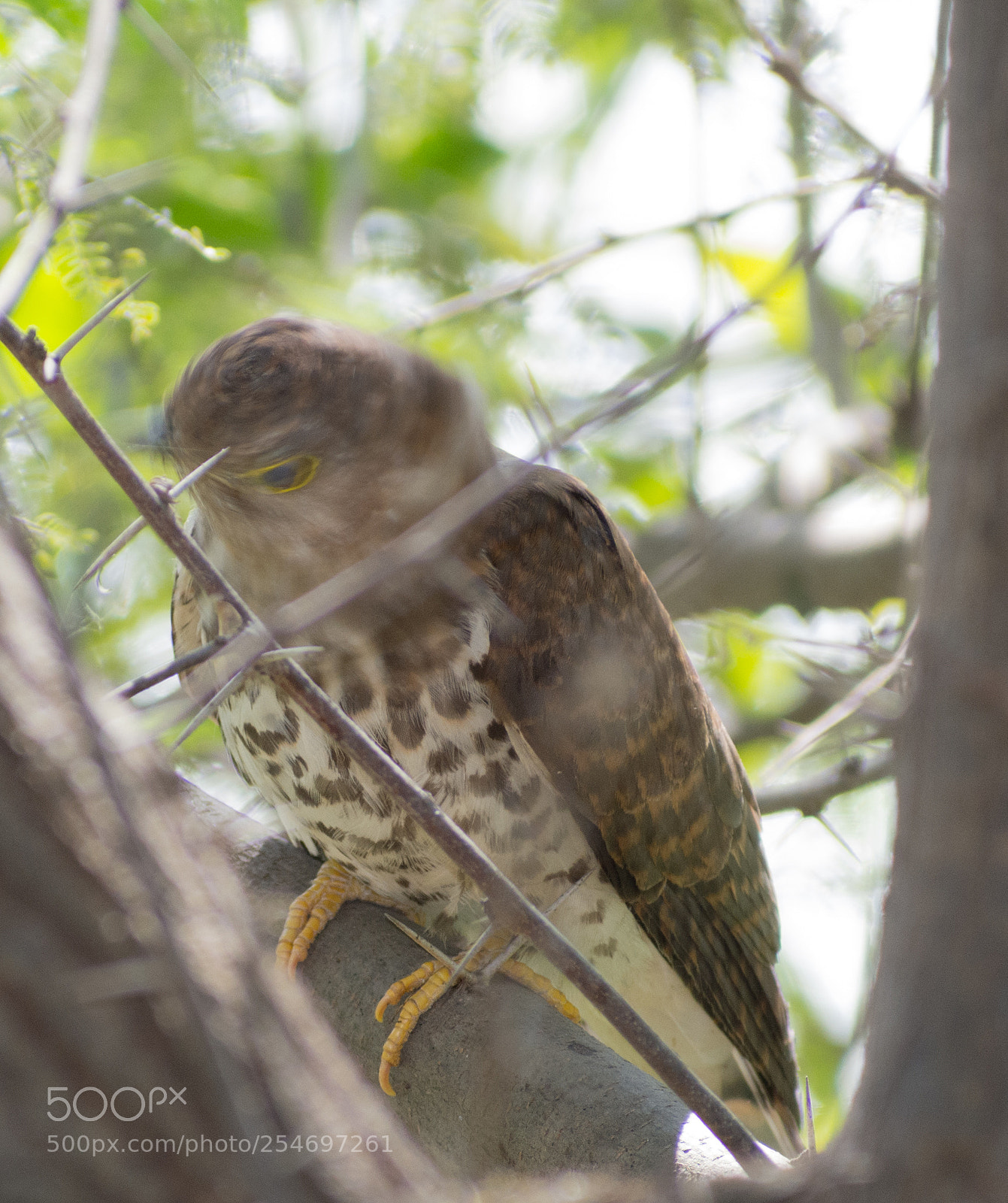 Nikon D7200 sample photo. Birds photography