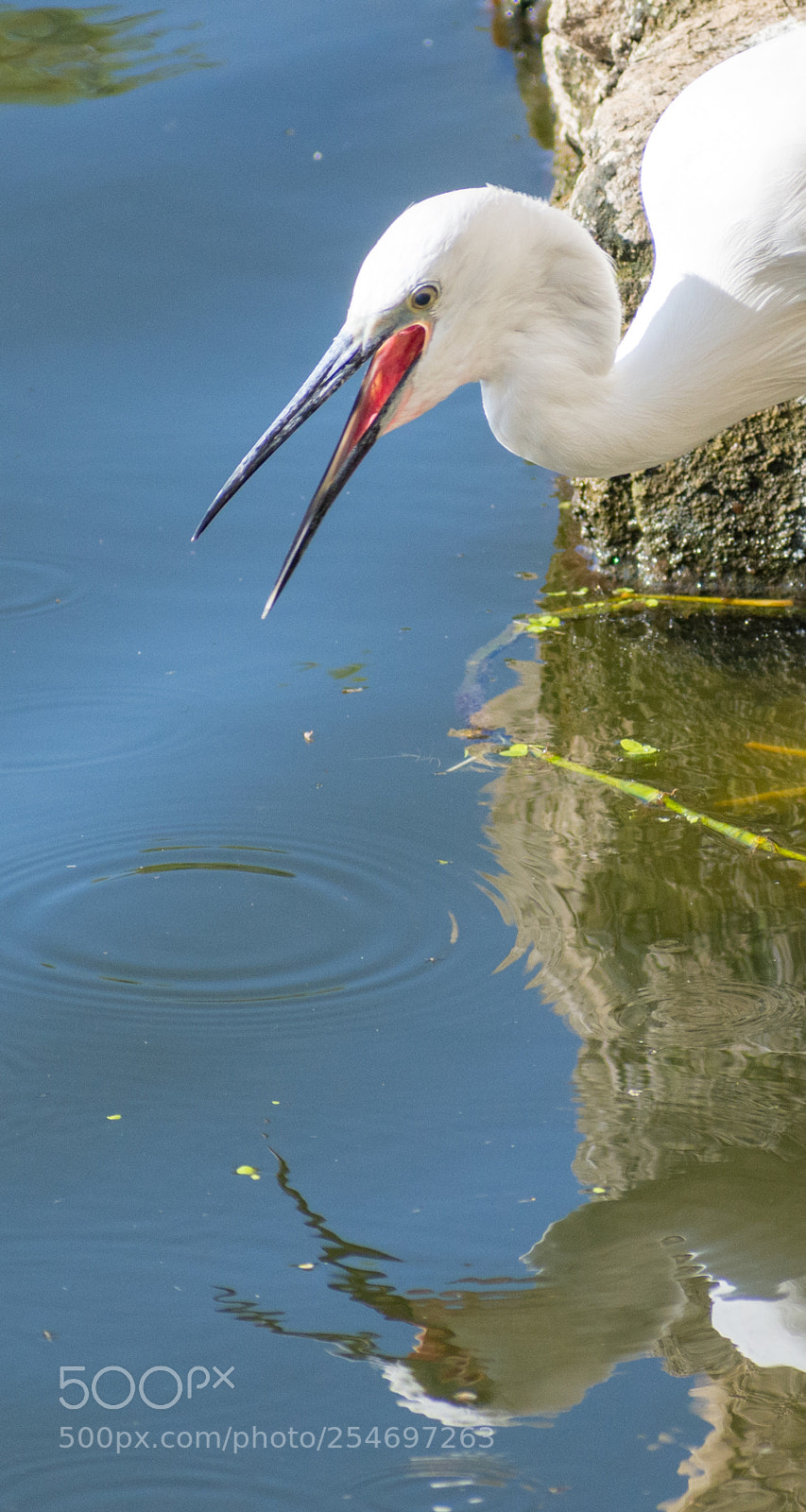 Nikon D7200 sample photo. Birds photography