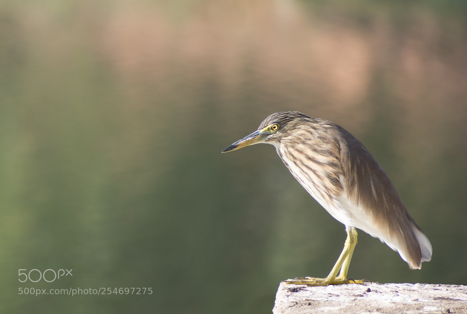 Nikon D7200 sample photo. Birds photography