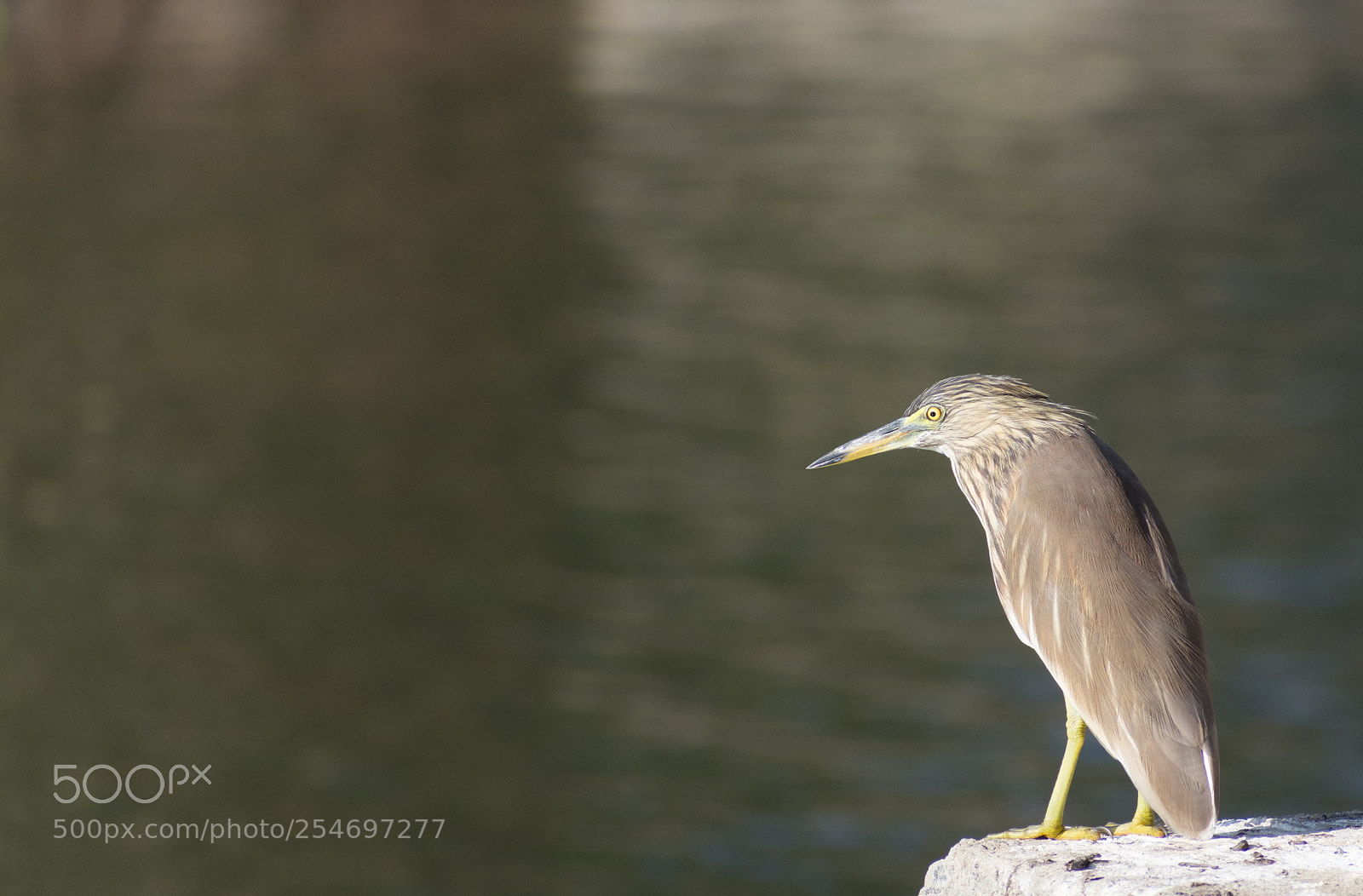 Nikon D7200 sample photo. Birds photography