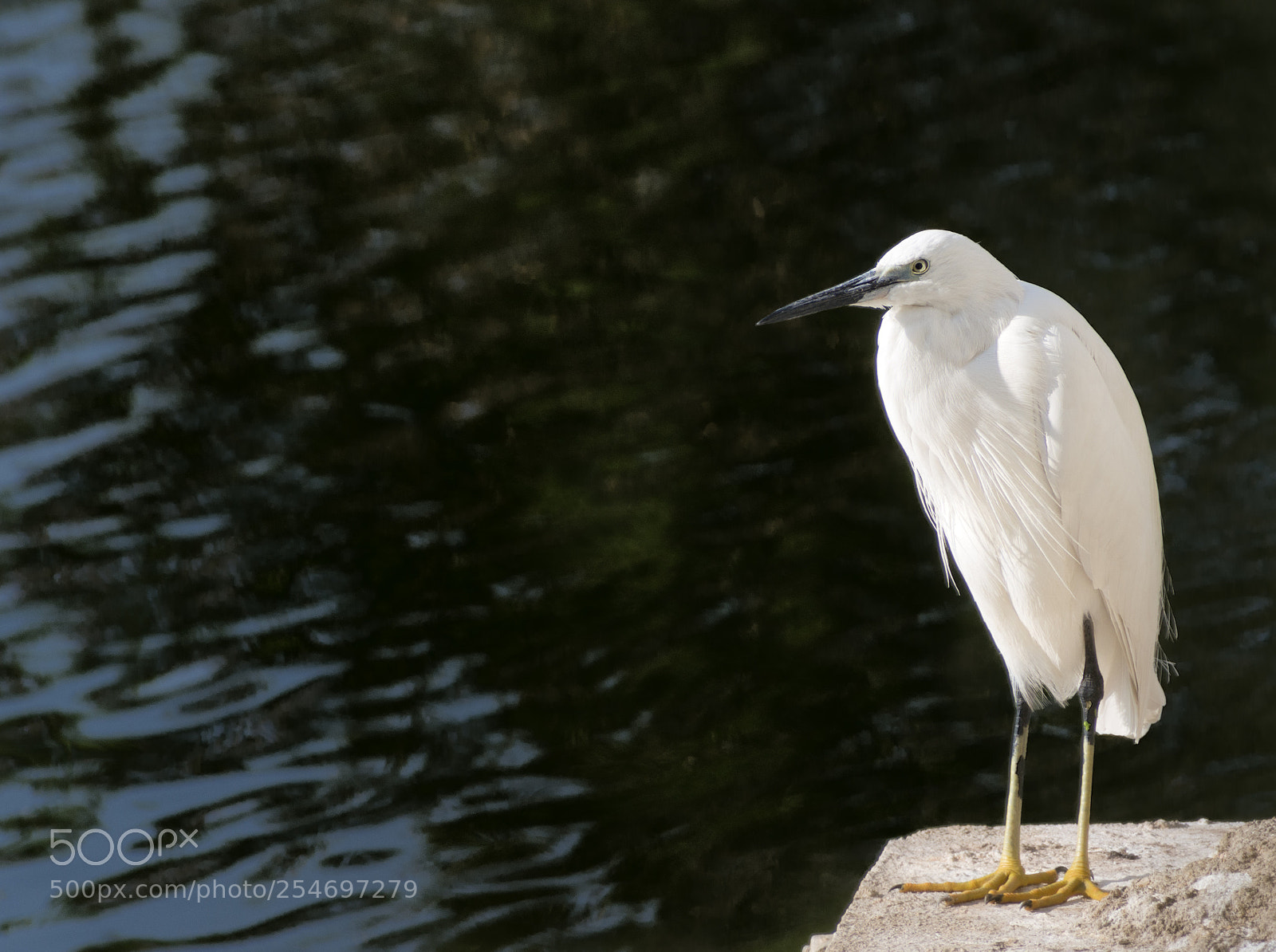 Nikon D7200 sample photo. Birds photography