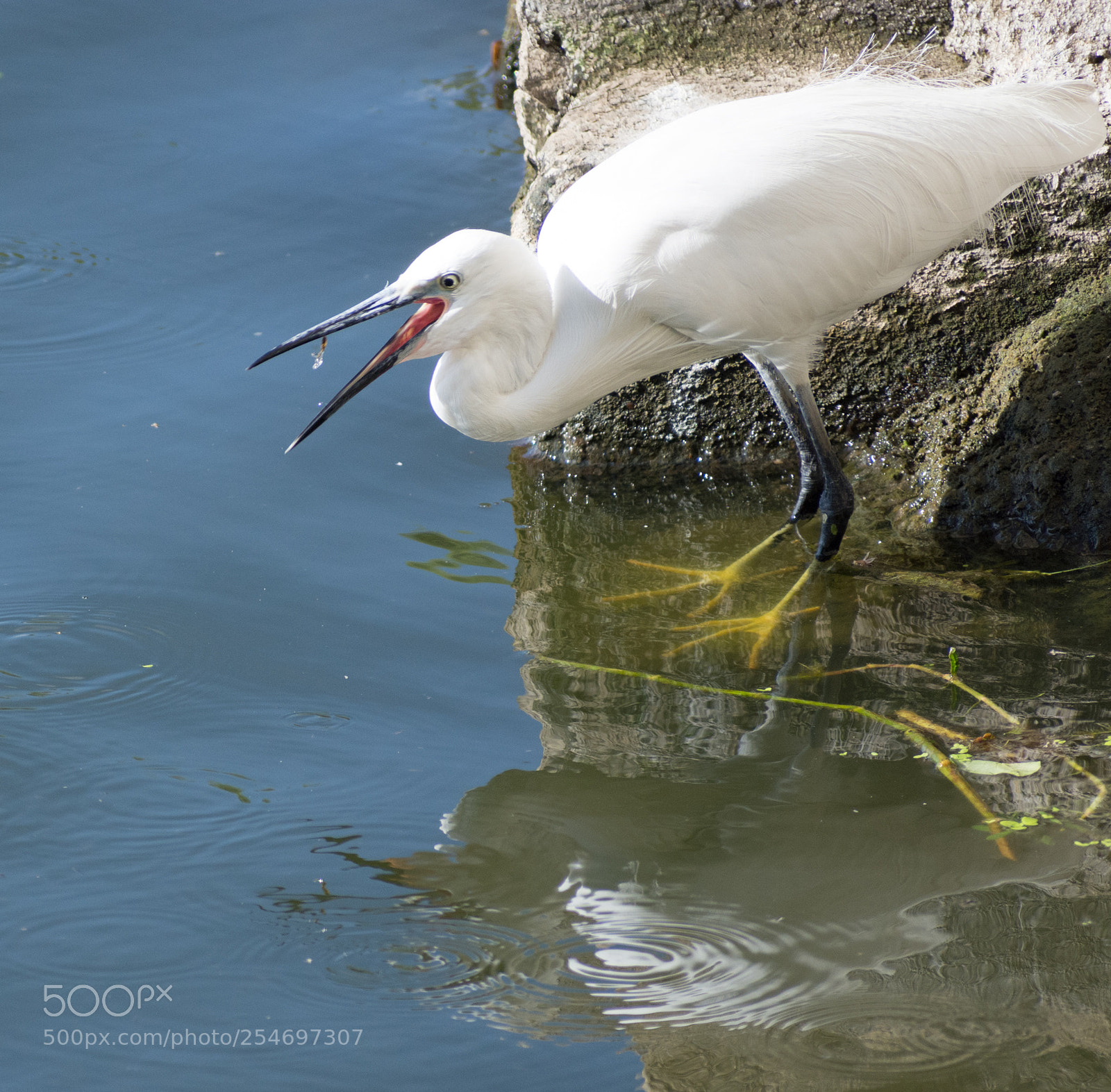 Nikon D7200 sample photo. Birds photography