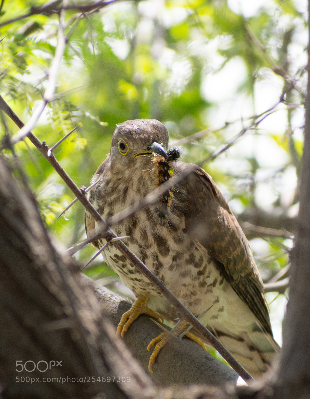 Nikon D7200 sample photo. Birds photography