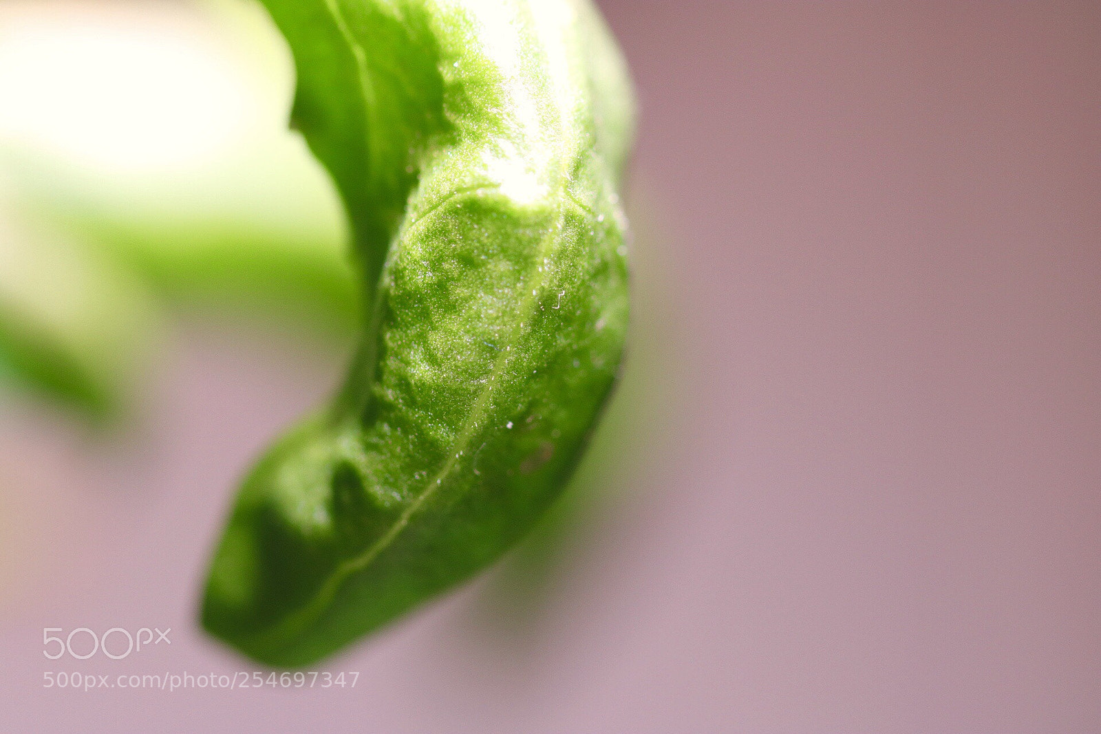 Canon EOS 760D (EOS Rebel T6s / EOS 8000D) sample photo. Basil photography