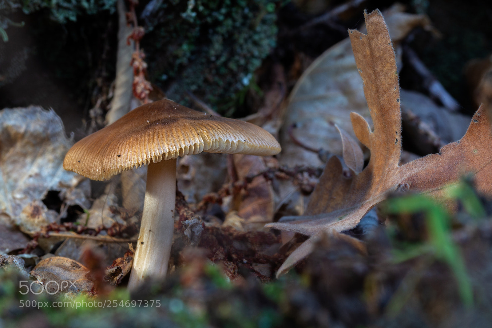 Canon EOS 60D sample photo. Mushroom  251014-6431 photography