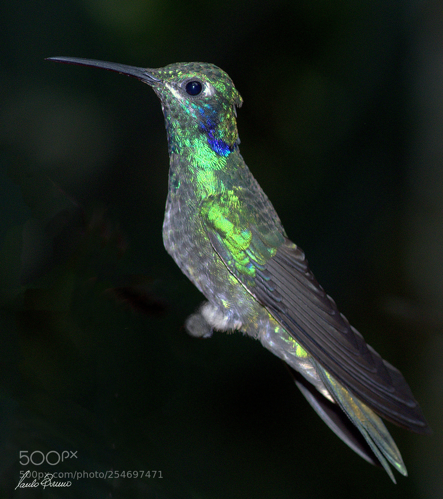 Nikon D600 sample photo. Green violetear (male) photography